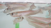 Silver Arowana - size 7”-8”